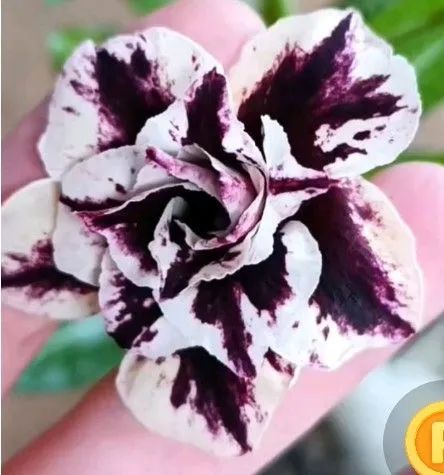 Rosa do deserto: mutante(envio pelo site) - Foto 3