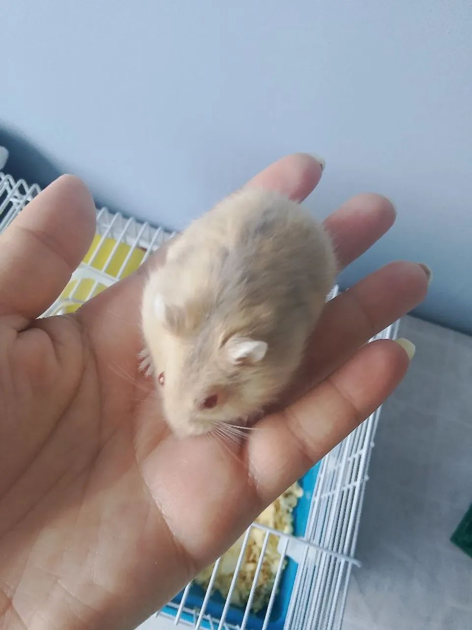 Hamster64961617406082120