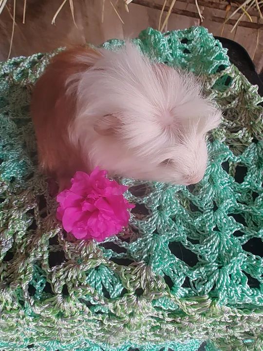 Lindosss porquinho da índia  - Foto 2