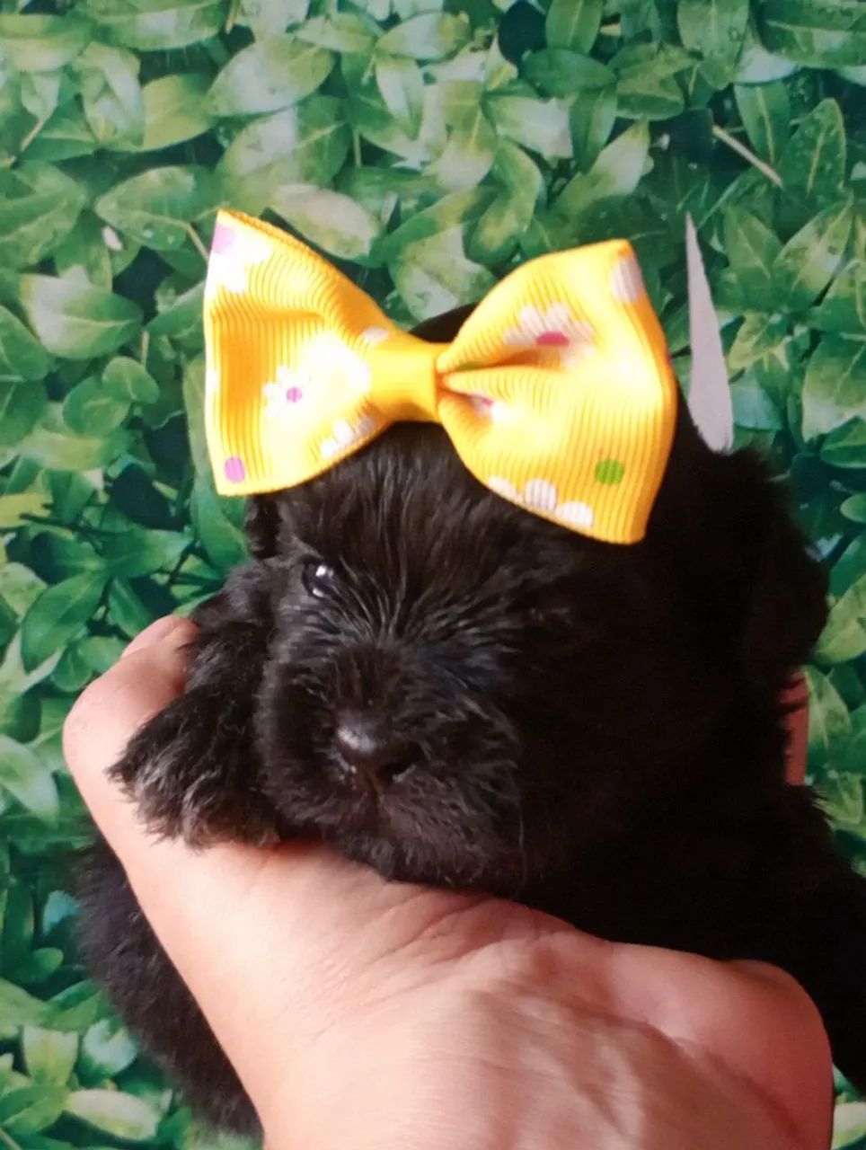 Shihtzu com poodle fêmea  - Foto 5