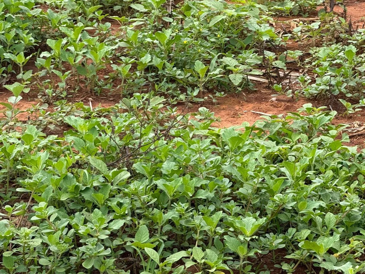 Terreno de 20 mil metros com casinha simples  - Foto 4