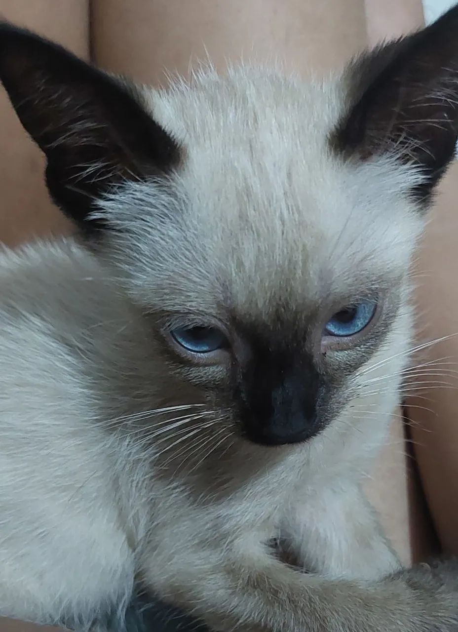 Gatinho Siamês disponível para adoção responsável  - Foto 4