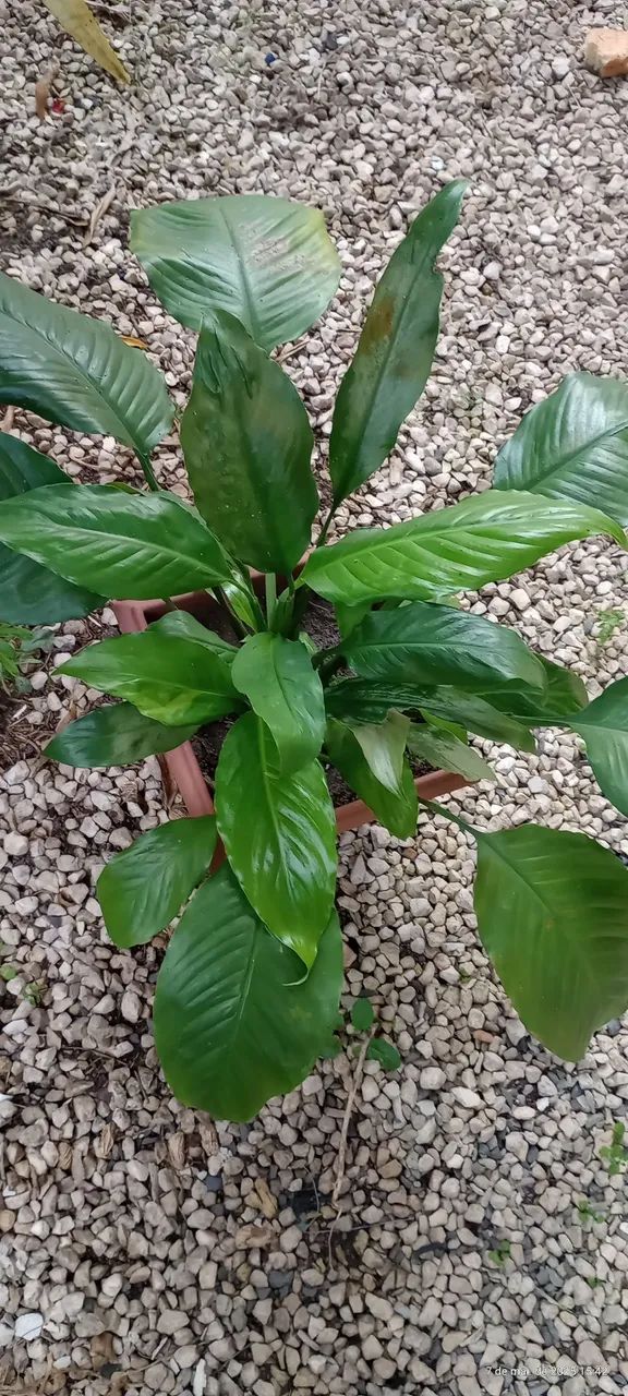 Planta verde para jardim