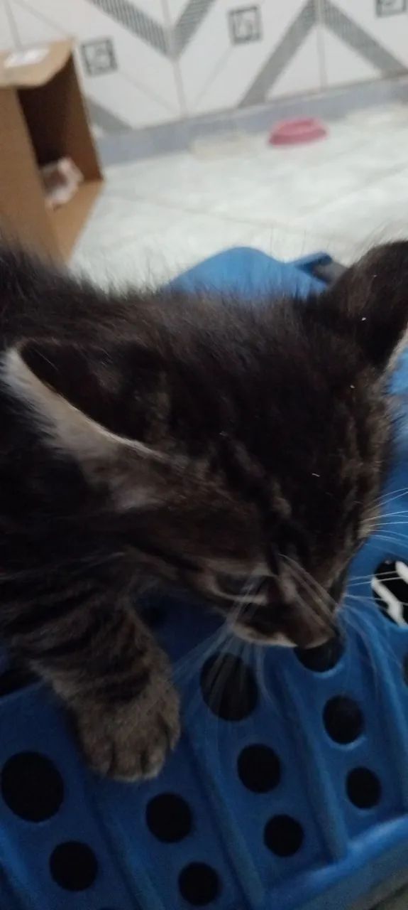 2 GATOS MACHOS  - Foto 4