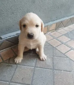 DOAÇÃO CACHORROS