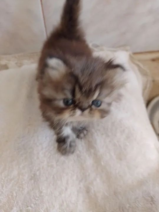 Gatinho persa disponívvendel pra reserva  - Foto 2