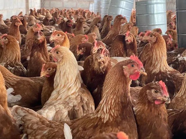 Granja Vivendas - Frangas Isabrown - Dekalb White - Novogen Tinted - Foto 2