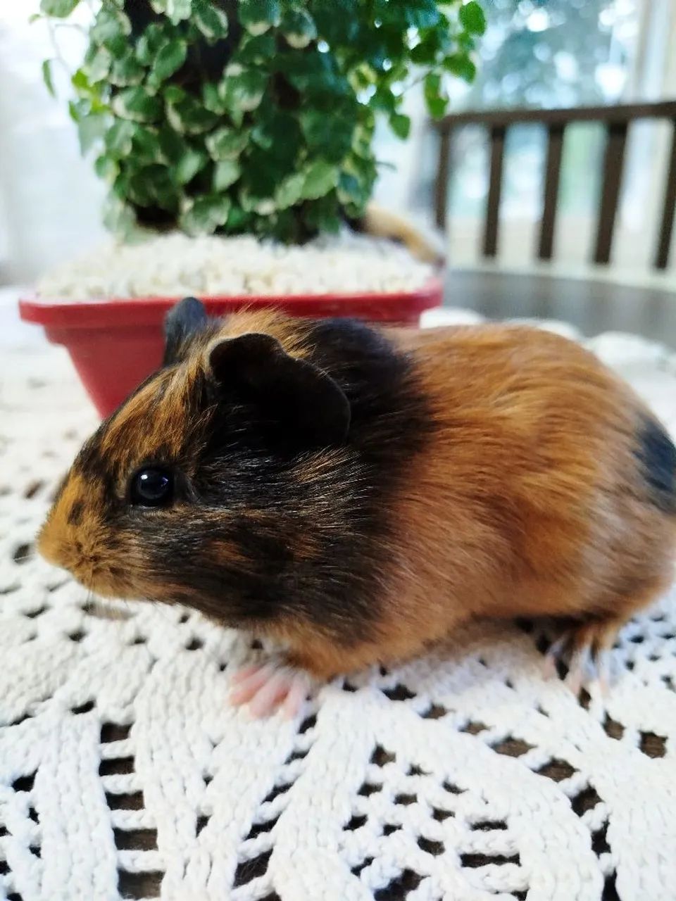 Porquinha da Índia  - Foto 3