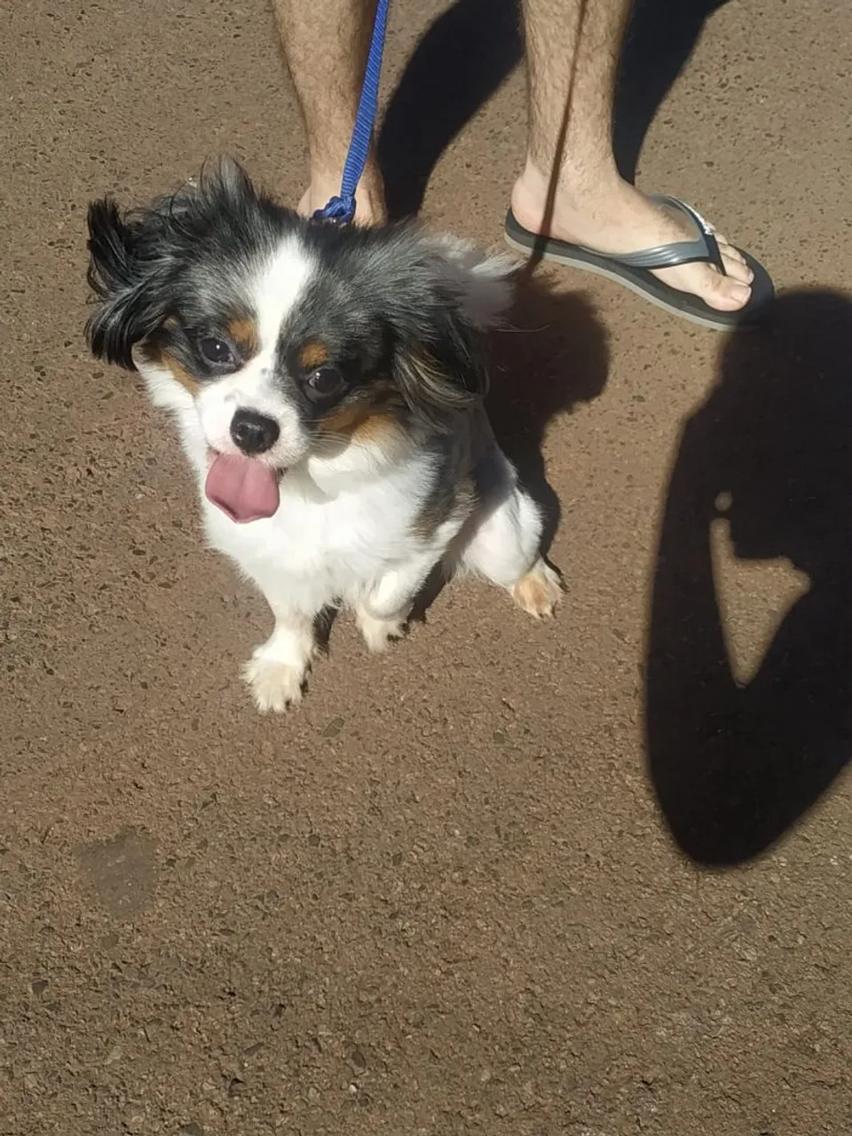 Cachorro para adoção