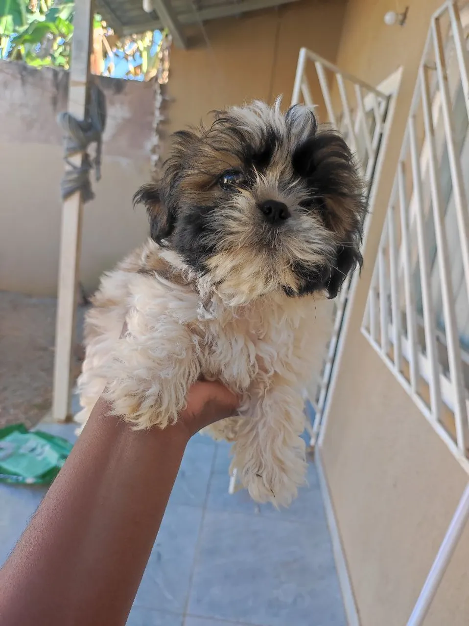 Filhote Shih Tzu 