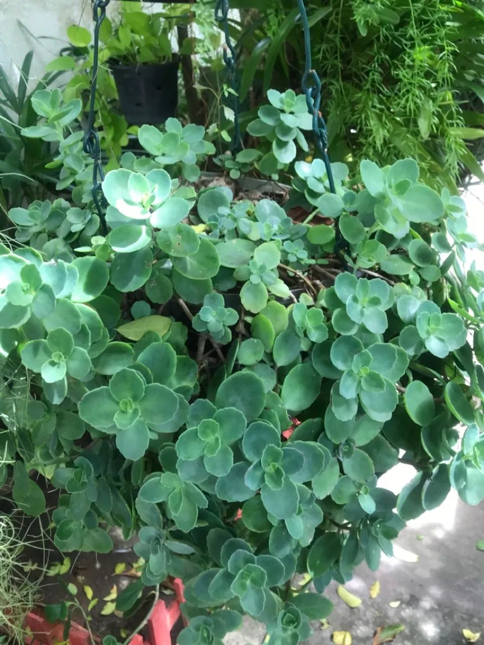 SUCULENTA JADE DA FLOR - Foto 2