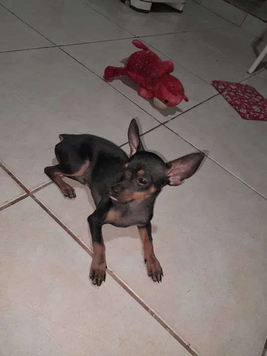 Casal de Pinscher 