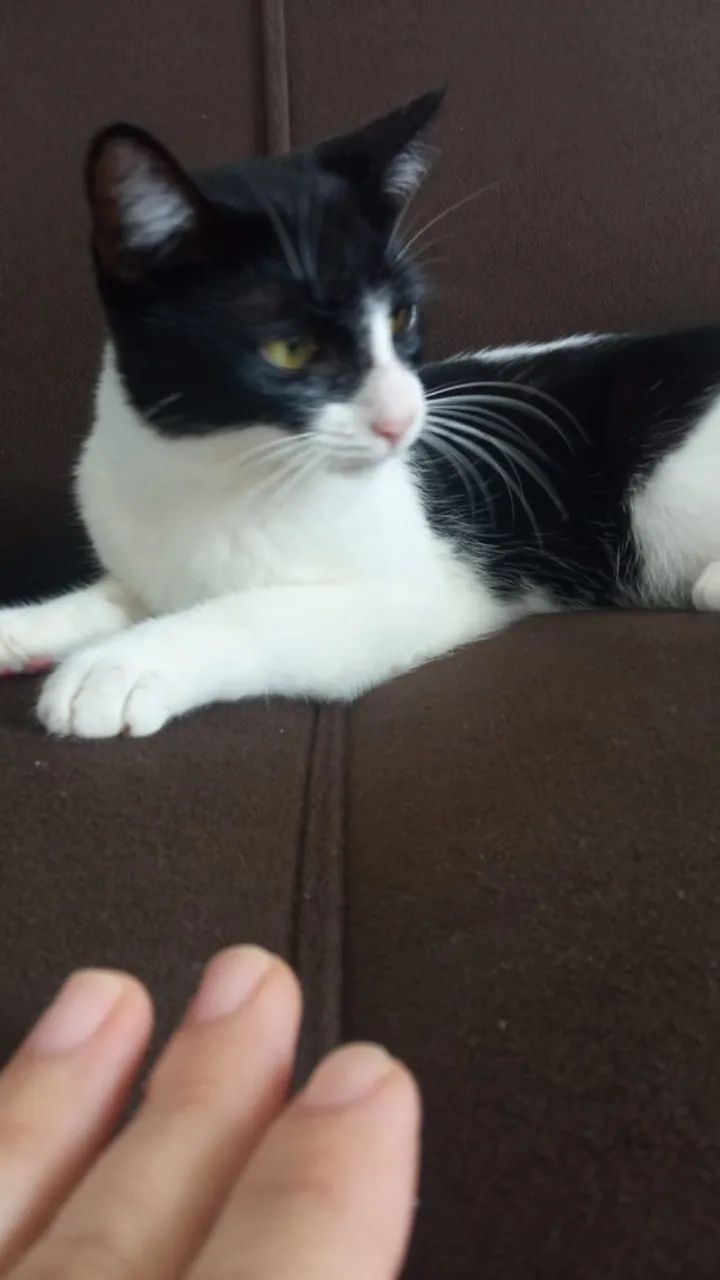 Gatinha fofa, dócil e carinhosa! (Resgatada das ruas) - Foto 5