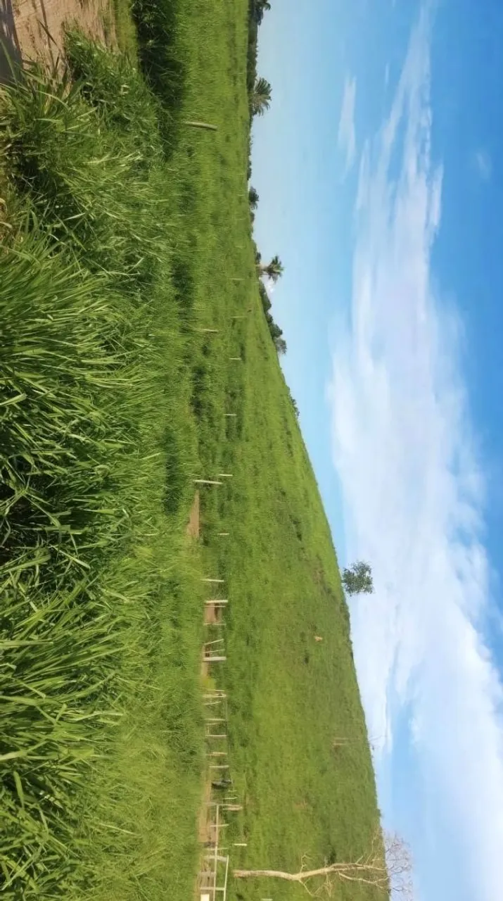 Fazenda Tartarugalzinho-AP