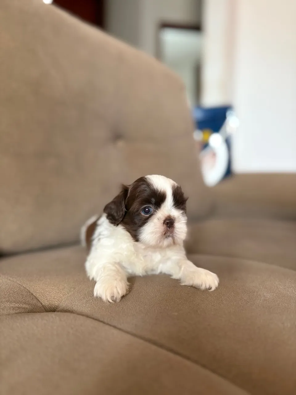 Filhote de shih tzu