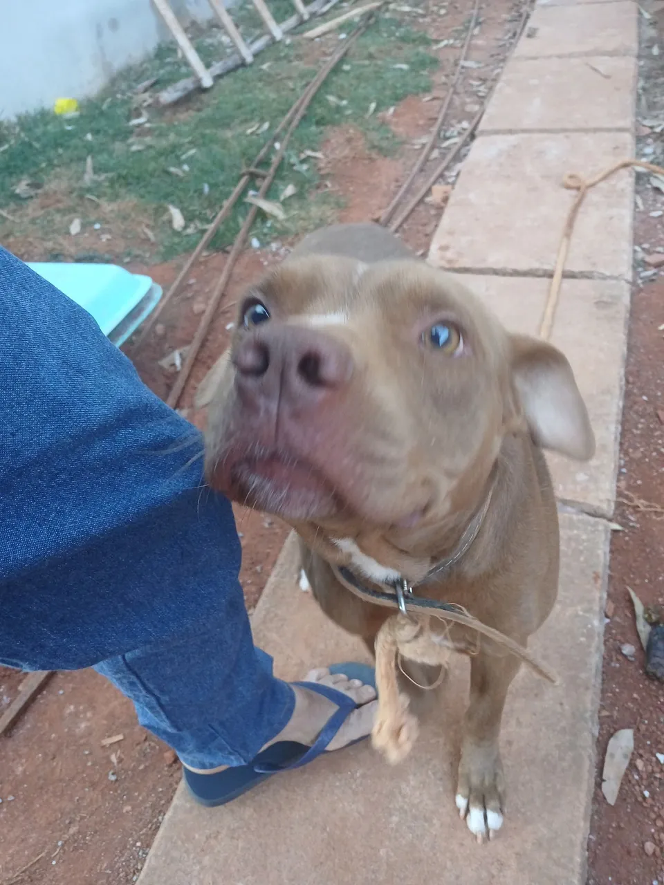 Pitbull adorável para adoção
