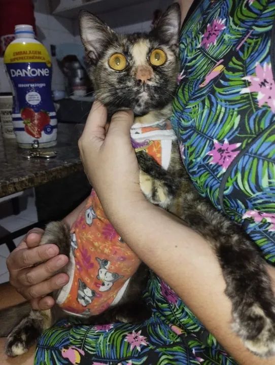 Gatinha Fêmea Castrada - Foto 2