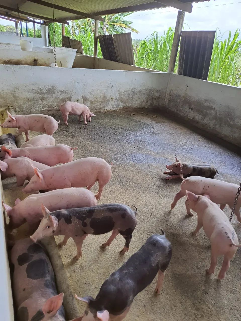 Ótima Granja com 16 hectares na região de Vera cruz - Foto 4