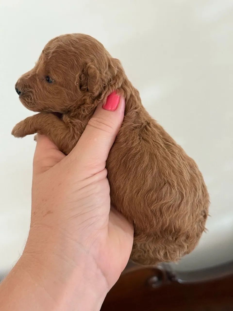 Poodle Toy Red  - Foto 3