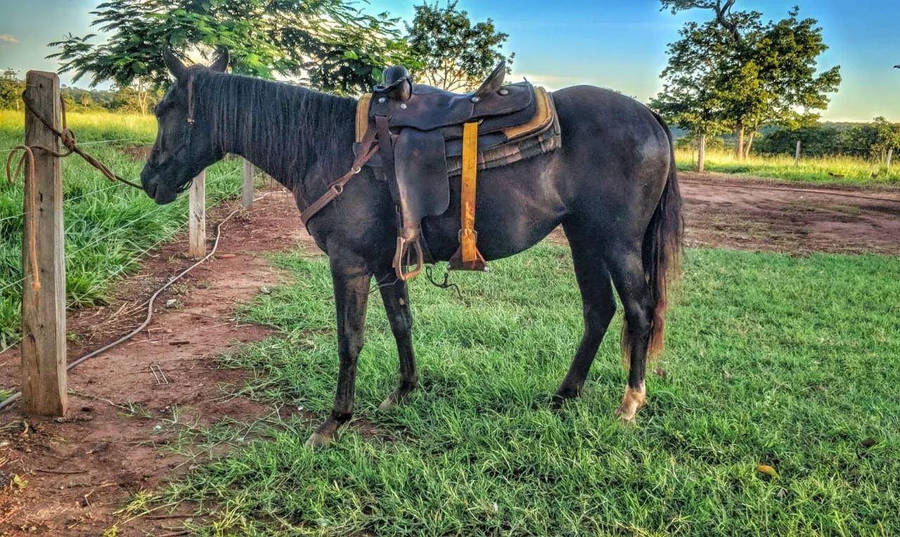 Égua parida - Foto 2