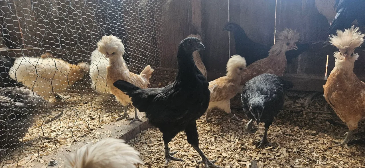 Frangas Ayam Cemani
