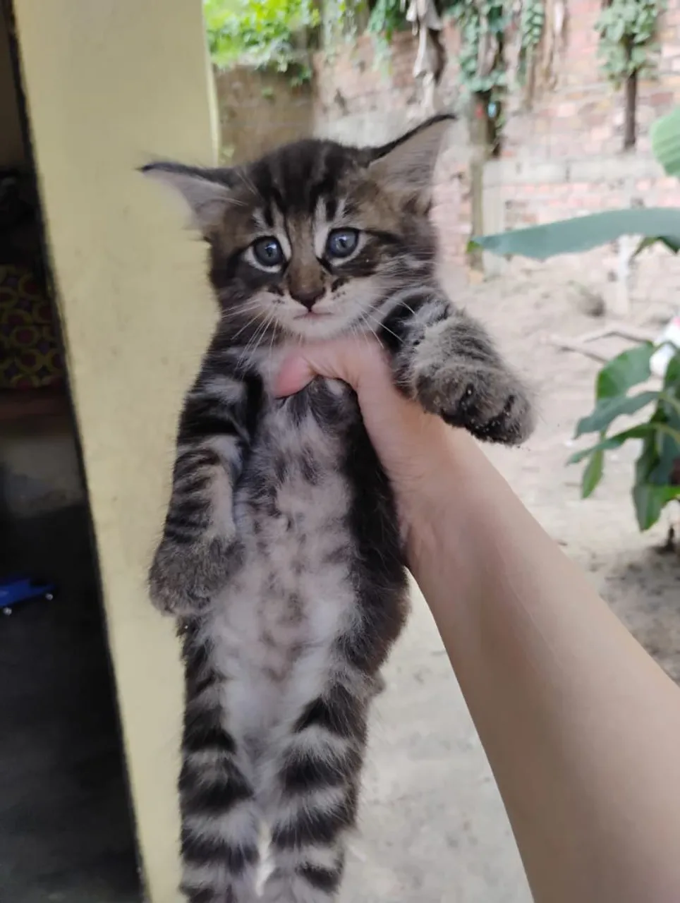Gatinho filhote tigrado para adoção