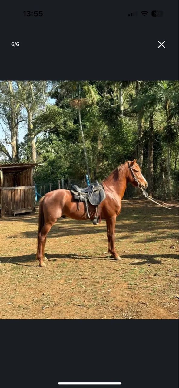 Cavalo com sela