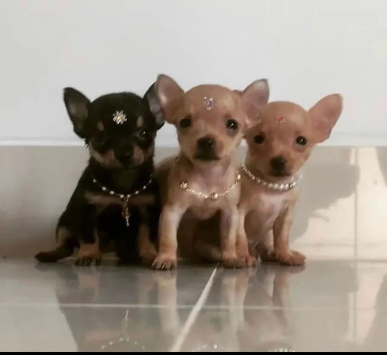 Lindos pinscher 0 - Foto 2