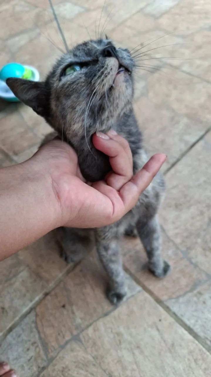 Gatinha para doação