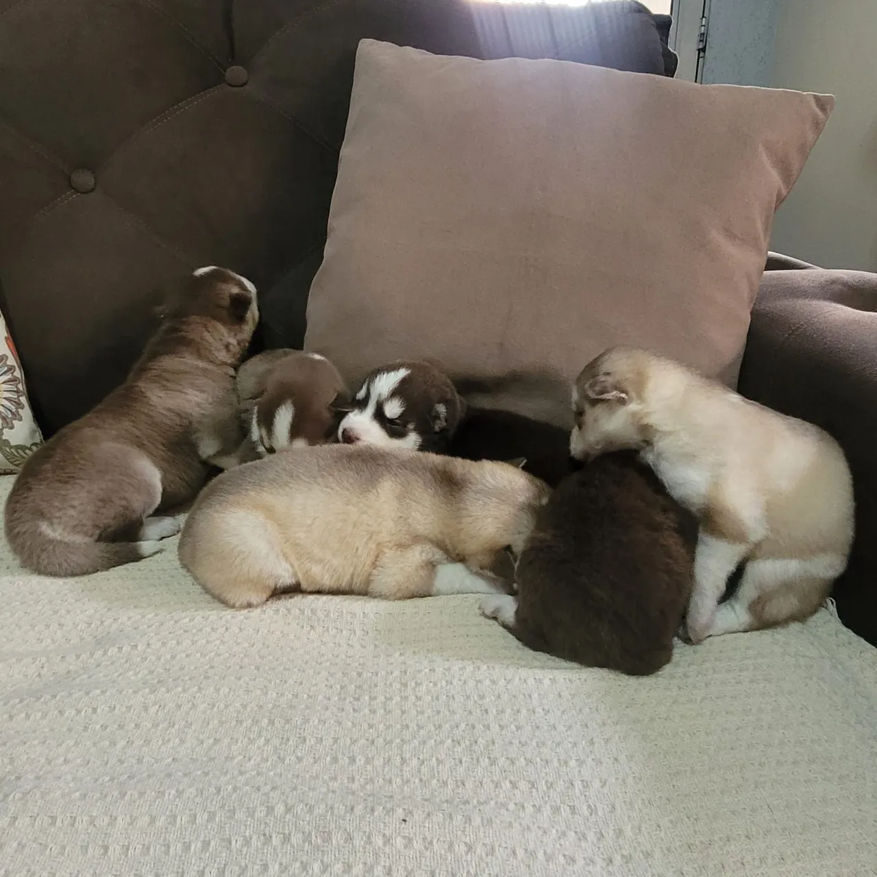 Filhotes de Husky Siberiano