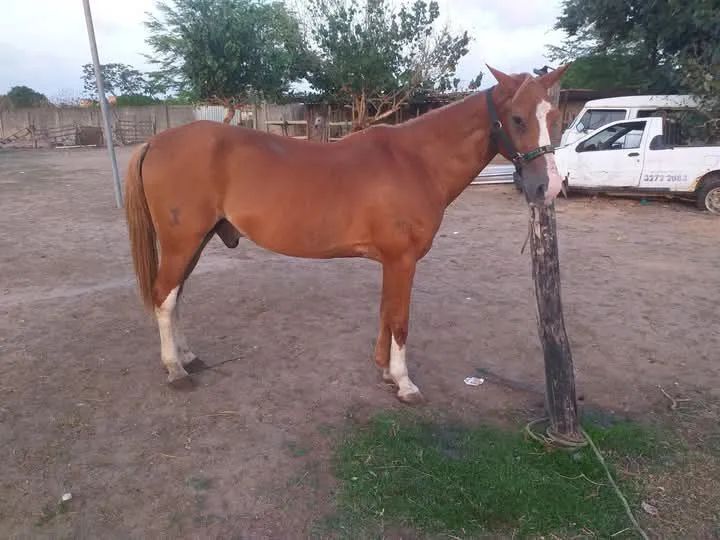 Cavalo de vaquejada de esteira