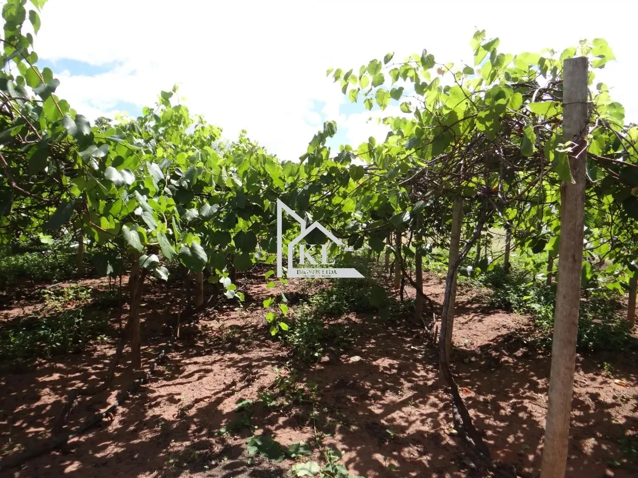 Imperdivel - Linda Chácara em Produção - 1,3Hectares - Cidade Pureza