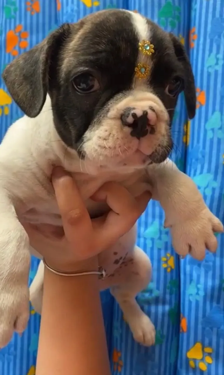 Bulldog Francês Charme e diversão garantidos!