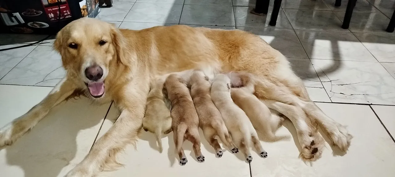 Filhotes de Golden Retriever
