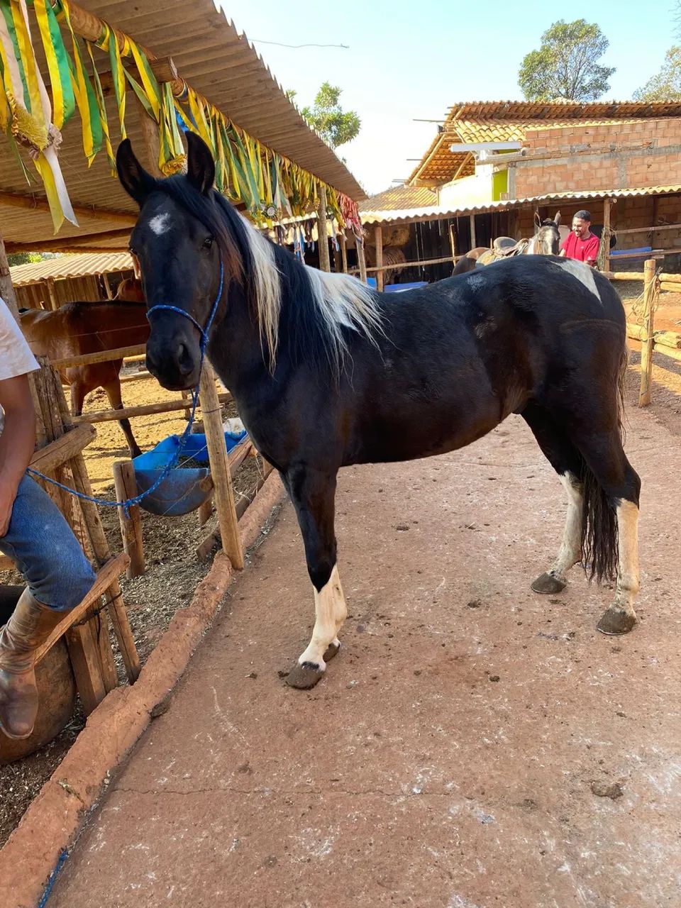 Mangalarga marchador (pampa de preto) - Foto 3