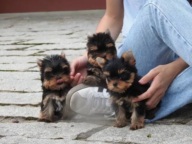 Yorkshire Terrier fêmeas- vacinadas