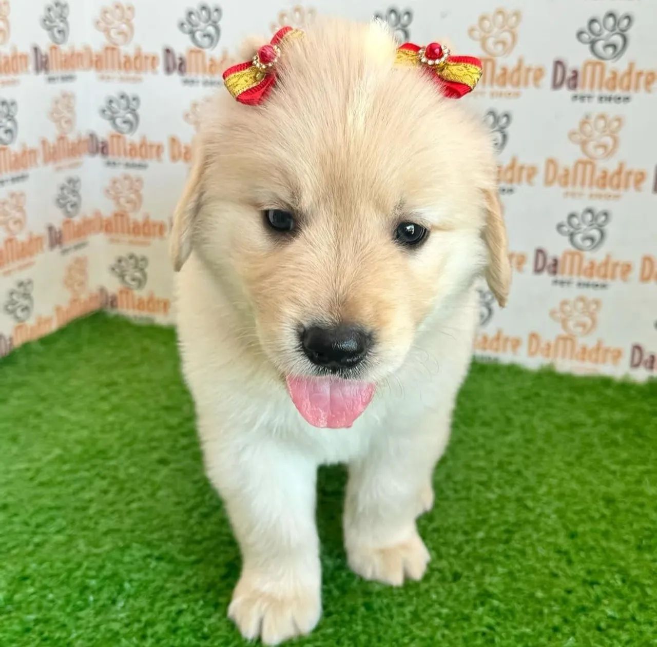 Golden Retriever Filhote no Da.Madre 