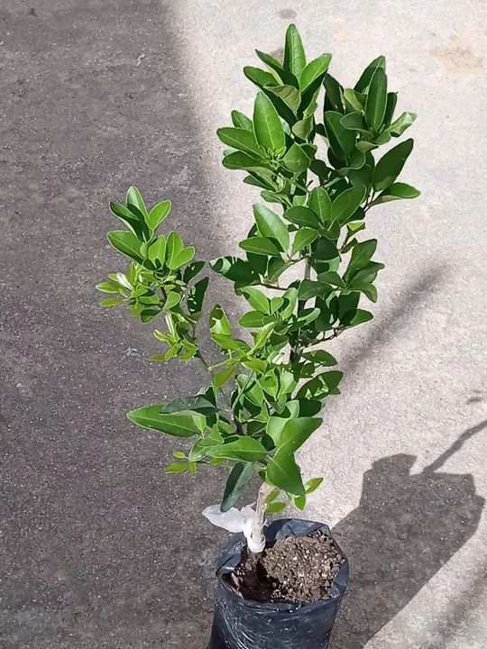 Muda de Laranja Cravo Enxetada