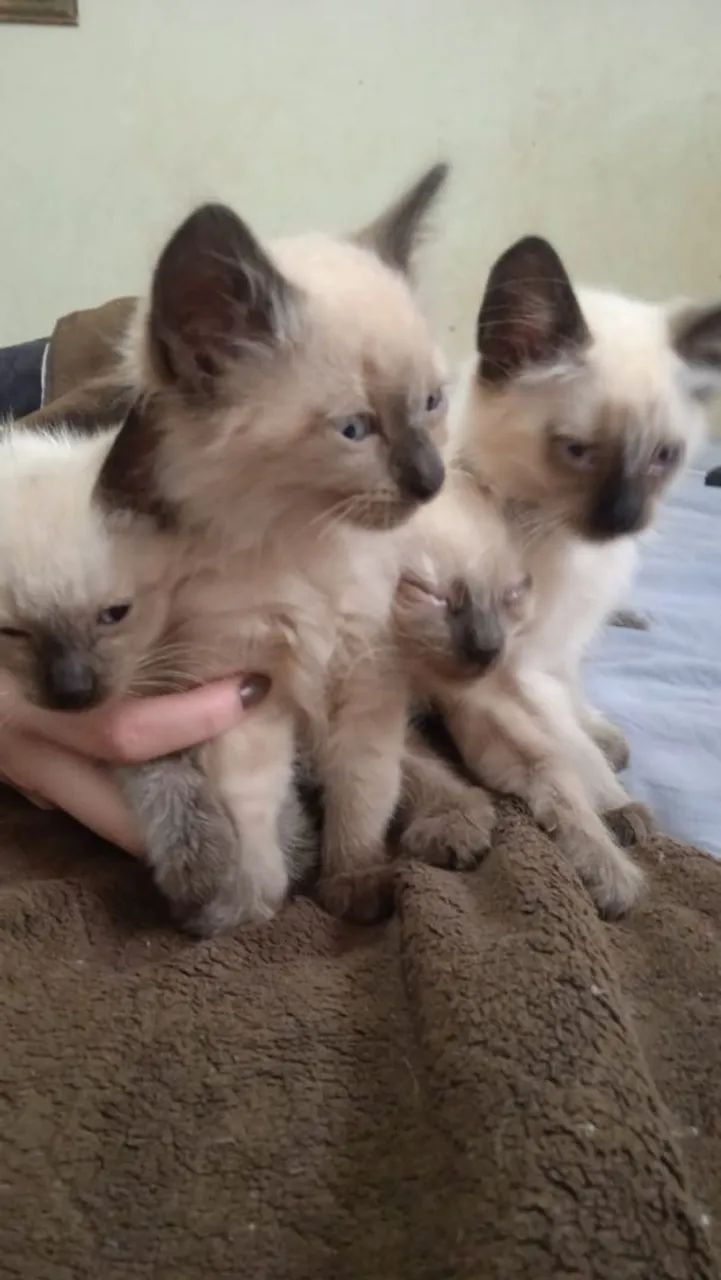 Gatinhos Siameses para adoção!