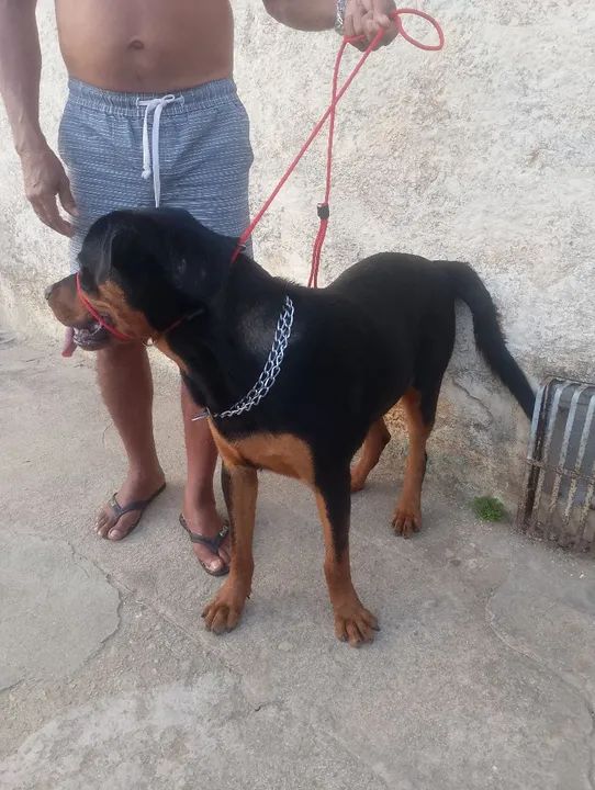 Rottweiler Adulto para Adoção