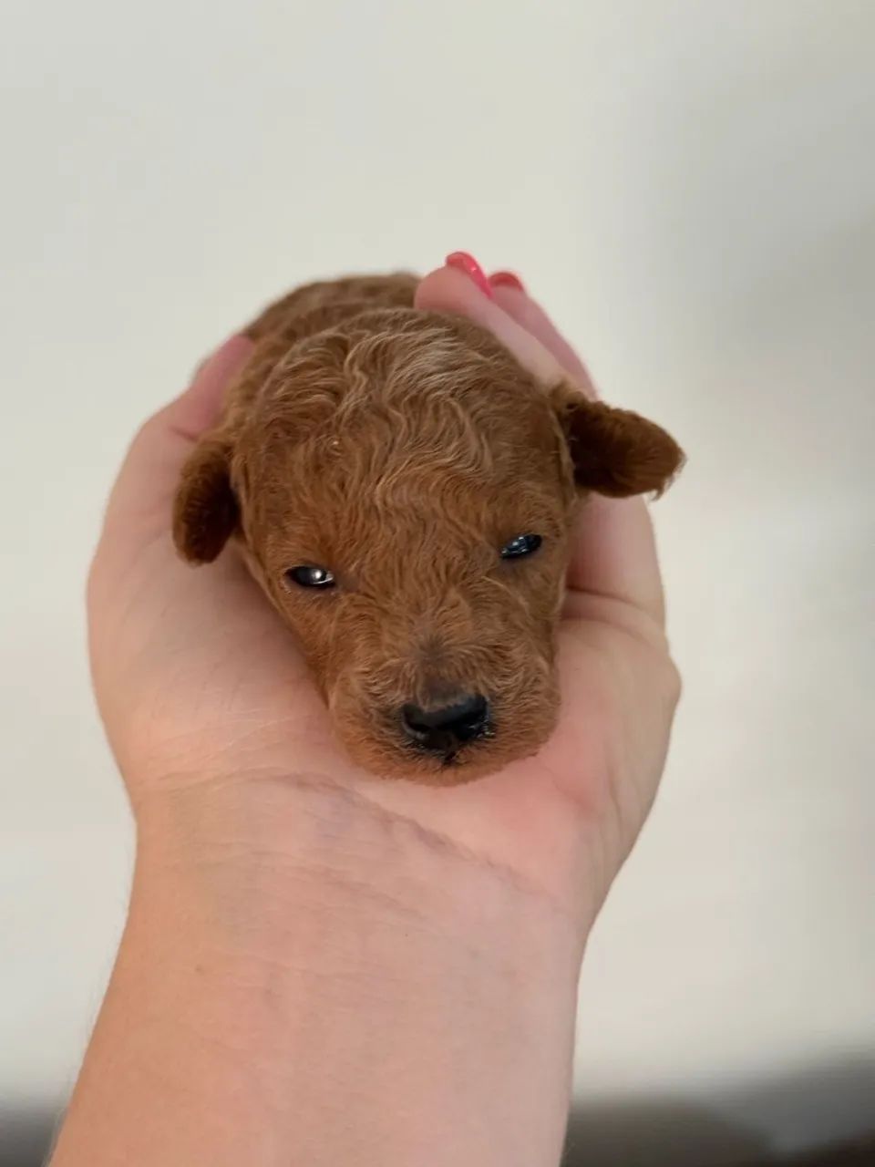 Poodle Toy Red 