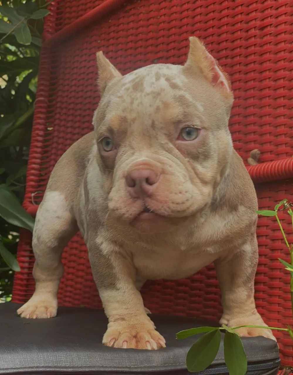 American bully  - Foto 3