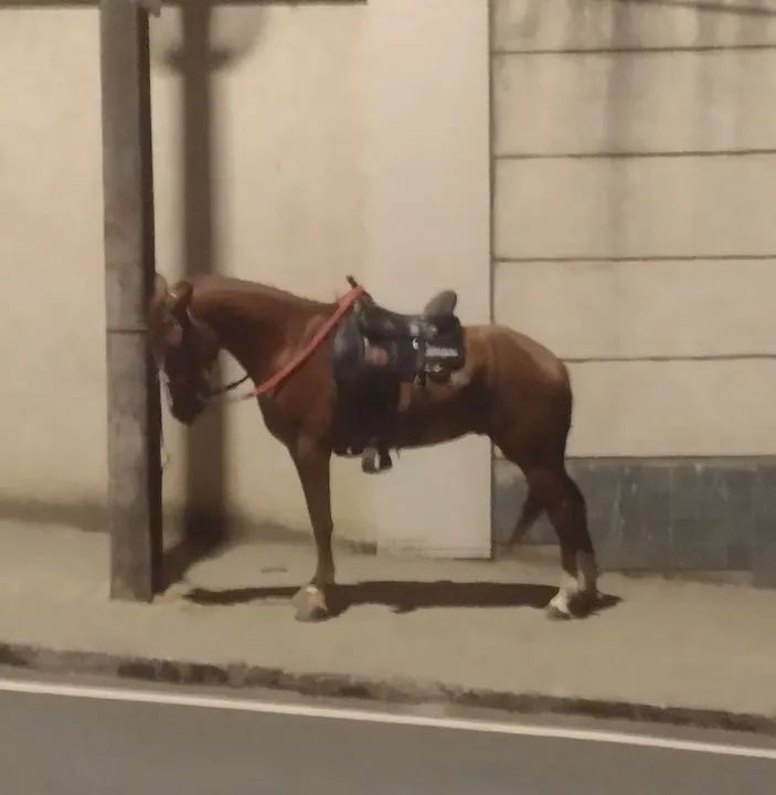 Cavalo Mangalarga Marchador - Foto 4