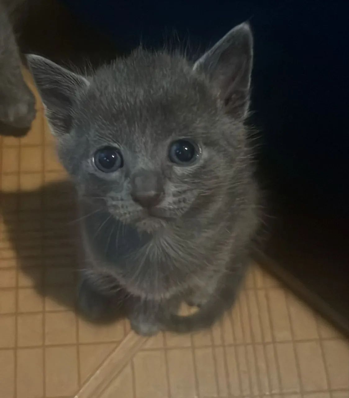 Gatinho cinza de olhos azuis