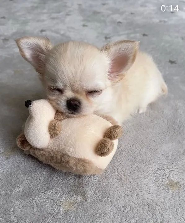 Chihuahua filhote fêmea 