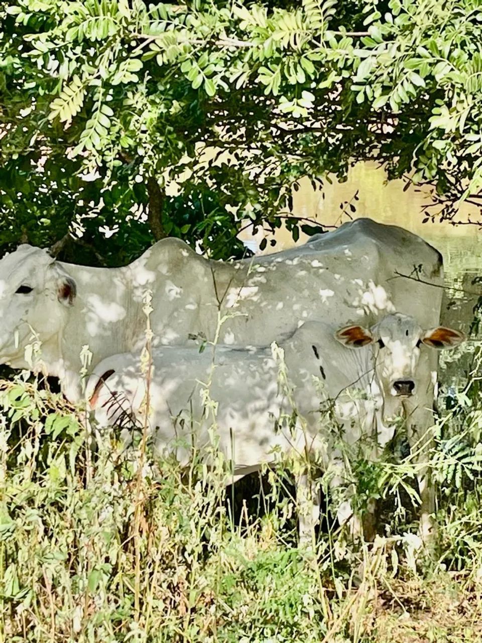 Vaca e bezerra para venda Nelore P.O - Foto 2