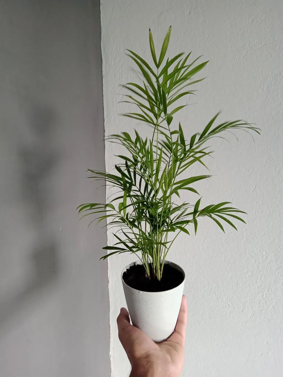 Planta Palmeira Chameadora