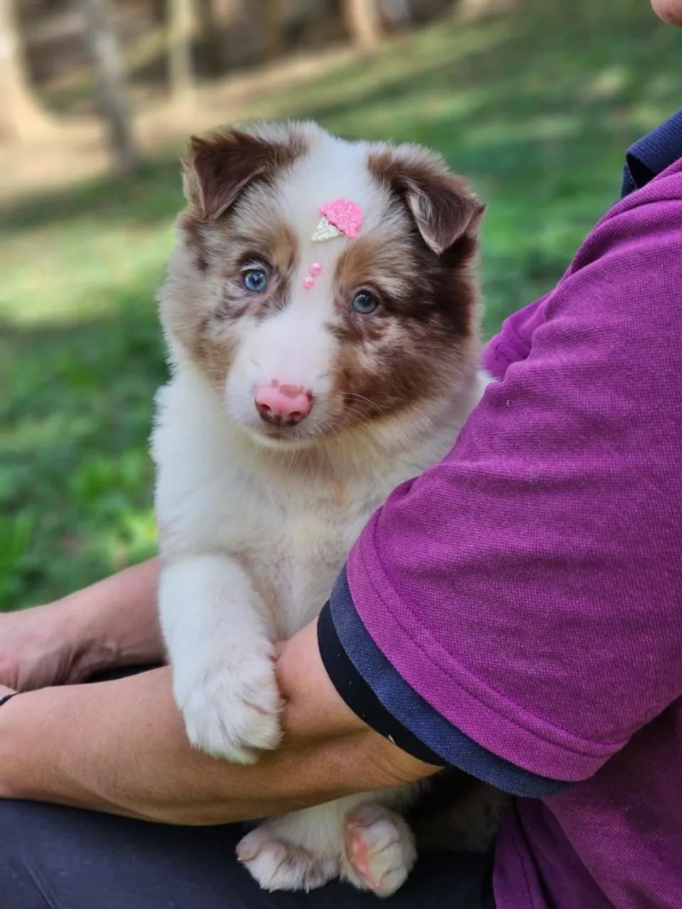 Border Collie