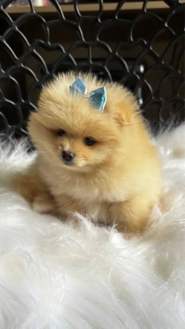 :) lindos bebês pronta entrega Lulu da Pomerania