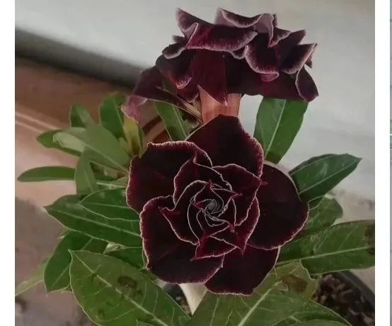 Rosa do deserto: mutante(envio pelo site)